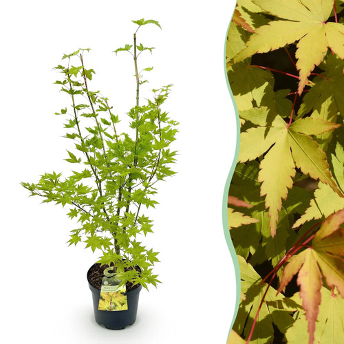 Acer palmatum summergold - palmatum,