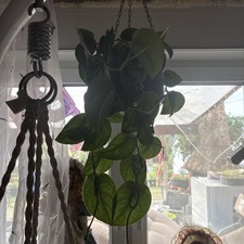 Scindapsus Pictus Stecklinge