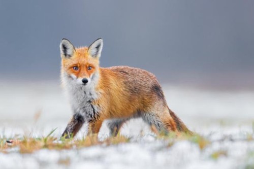 Wandbild fuchs - wandbild:, (116646258)