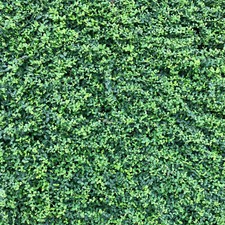 Kriechspindel Euonymus fort