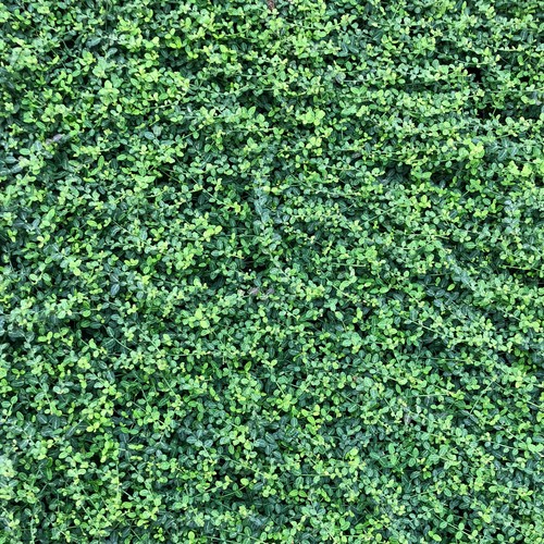 Kriechspindel euonymus fort - kriechspindel,