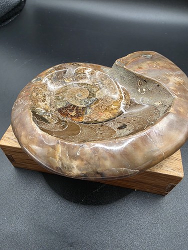 Ammonit madagaskar schale für - madagaskar,