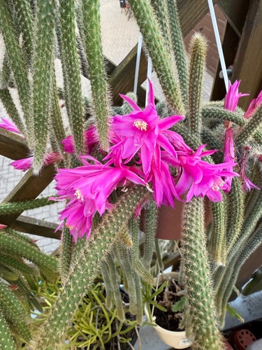 Aporocactus flagelliformis - ,