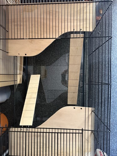 Hamster nagarium - hamster,
