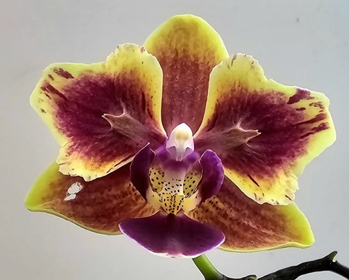 Blühende phalaenopsis sogo - blühende,