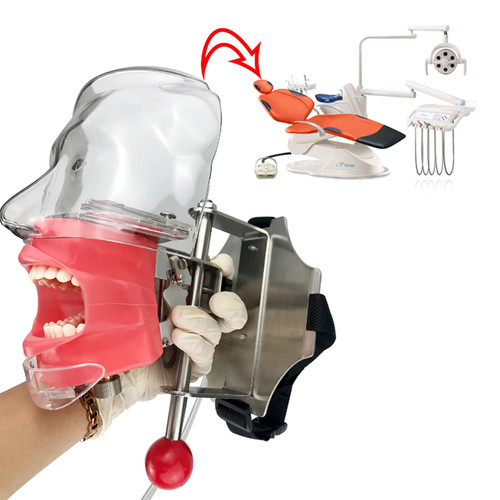 Kopf modell dental simulator - kopf,