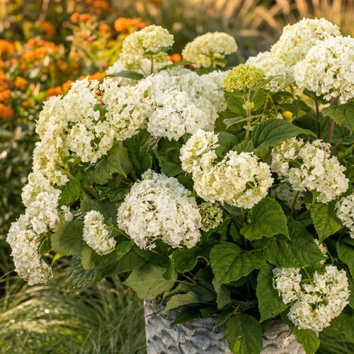 Hydrangea arborescens