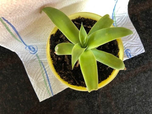 Schwanenhals agave - schwanenhals,