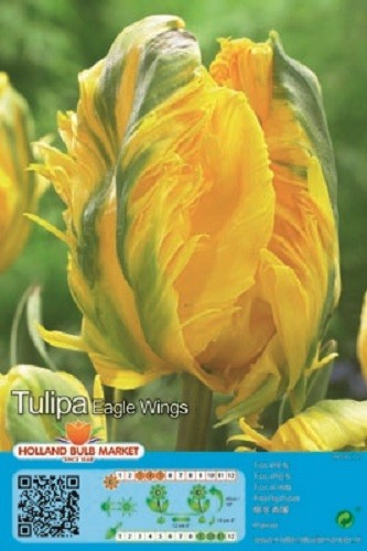 Tulpen - (◕‿◕)\@,