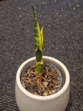 Ableger Bogenhanf ca. 4- 9cm