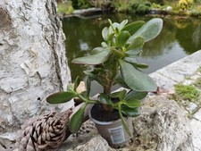 Affenbrotbaum Pfennigbaum Geldbaum Crassula Ovata im Topf