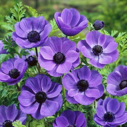 Anemonen anemone fokker - anemonen,,