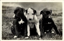 Ak Drei junge Hunde, Tierportrait - 4184249