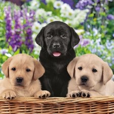 3 Servietten ~ Drei Welpen Hunde Labrador im Korb