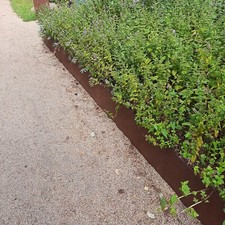 Hoch rasenkantenband - hoch,