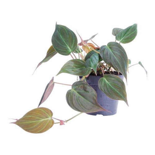 Philodendron scandens micans - philodendron,