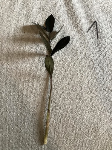 Zamioculcas zamiifolia raven - zamioculcas,