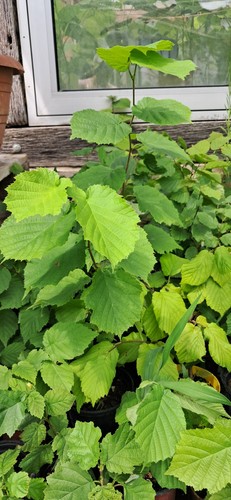 Gemeine hasel corylus - gemeine,
