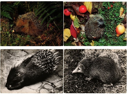 Igel tiere - igel,,
