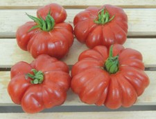 Italienische tomate - italienische,