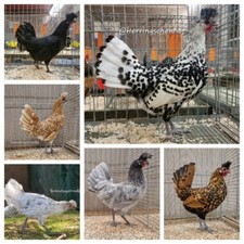 10 Bruteier Appenzeller