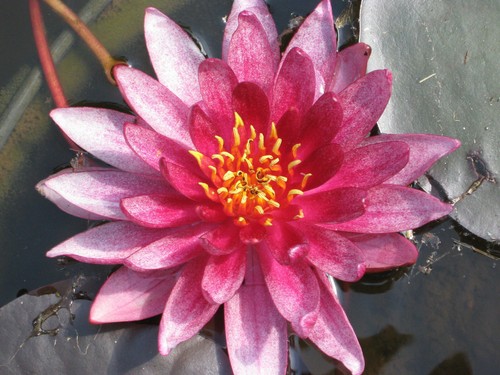 Seerose nymphaea atropurpurea - nymphaea,