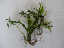 Bewurzelte Ableger von meinem gegabelten Javafarn - Aquariumpflanze