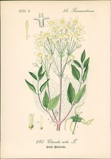 Chromolithographie : Steife