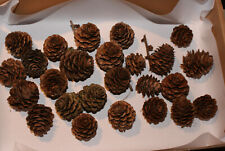 Lärchenzapfen getrocknet - 25 Stck. -  zum Basteln Floristik Deko Natur