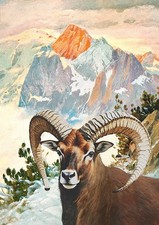 Mufflon mit Latschen Muffelwild Wildschaf Horn Gebirgslandschaft Wilderer A3 771