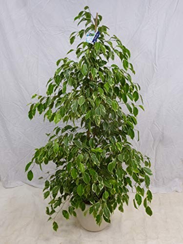 Palmenlager xl ficus - [palmenlager],