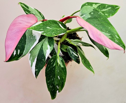 Philodendron white princess - philodendron,
