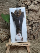 Tier Präparat Taxidermie