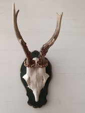 Hirschgeweih vom Heimischen Wild auf Holzplatte, Rehbock, Geweih Bock Deko Jagd