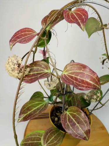 Hoya merrillii live plant - live,