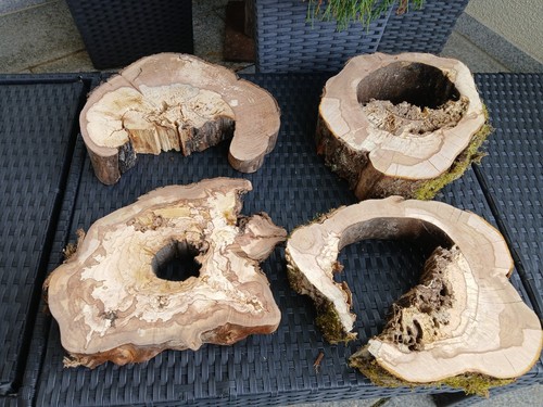 Kernfaule gestockte hohle - kernfaule,