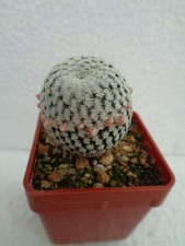 Solisia pectinata 3 cm we