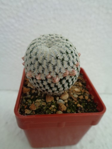 Solisia pectinata we - solisia,