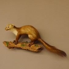 Steinmarder Marder auf Ast