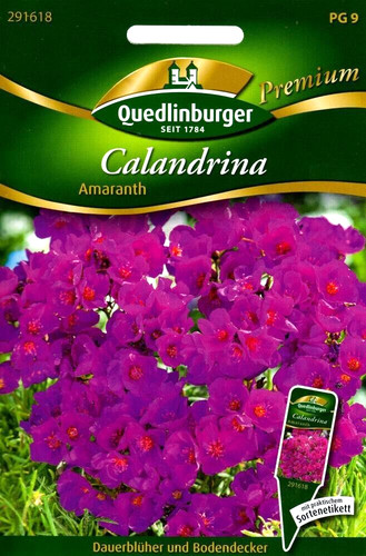 Calandrina amaranth - calandrina,