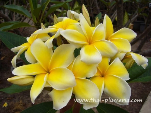 Frangipani plumeria celadine - frangipani,