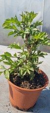 Holunder-Prebonsai,  Schwarzer