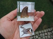 großer Zahn vom Mosasaurus aus Marokko