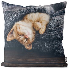 Katze Decke Haustier