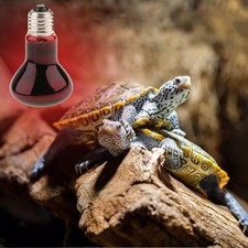 Reptil Schildkröte Amphibien