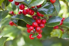 Ilex aquifolium 'Alaska', Stechpalme, immergrün, 10–15 cm