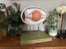 Vintage SOMSO Modell eines HÜHNEREIS Didaktisches Zoologiemodell Haus-HENEIER