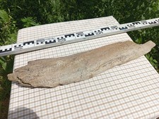 XL Stamm Skulptur Driftwood