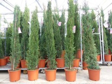 4x Mittelmeerzypresse 200 cm