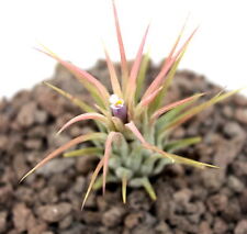 Exotenherz - Tillandsia